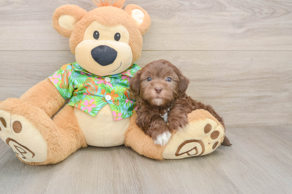 Sweet Havapoo Baby