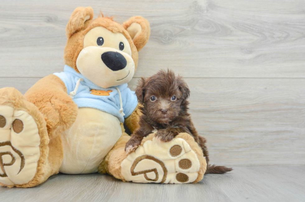 8 week old Havapoo Puppy For Sale - Lone Star Pups