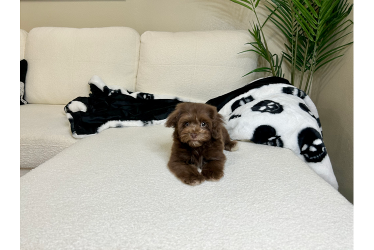 Havapoo Pup Being Cute