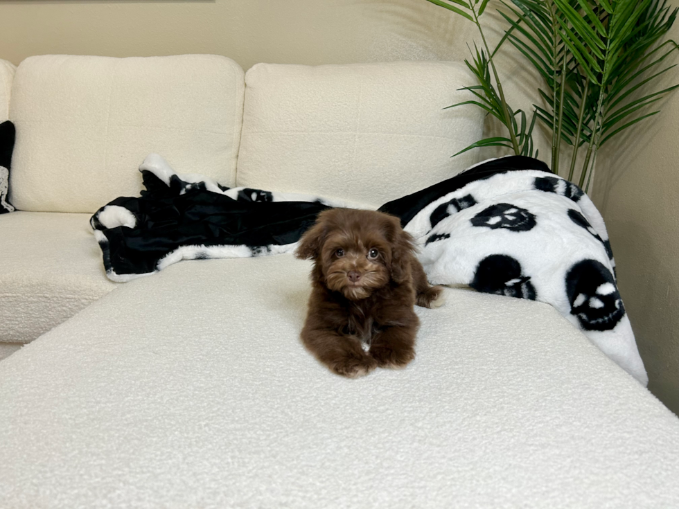 Havapoo Pup Being Cute