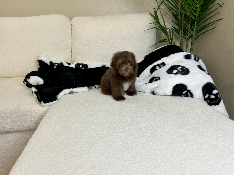 Cute Havapoo Poodle Mix Pup