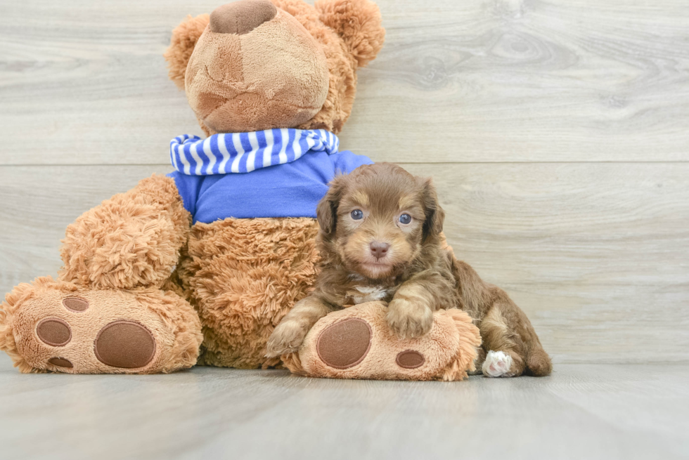 Fluffy Havapoo Poodle Mix Pup