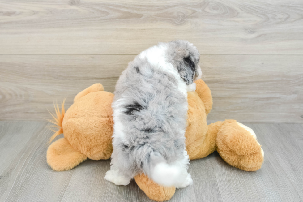 Energetic Havadoodle Poodle Mix Puppy