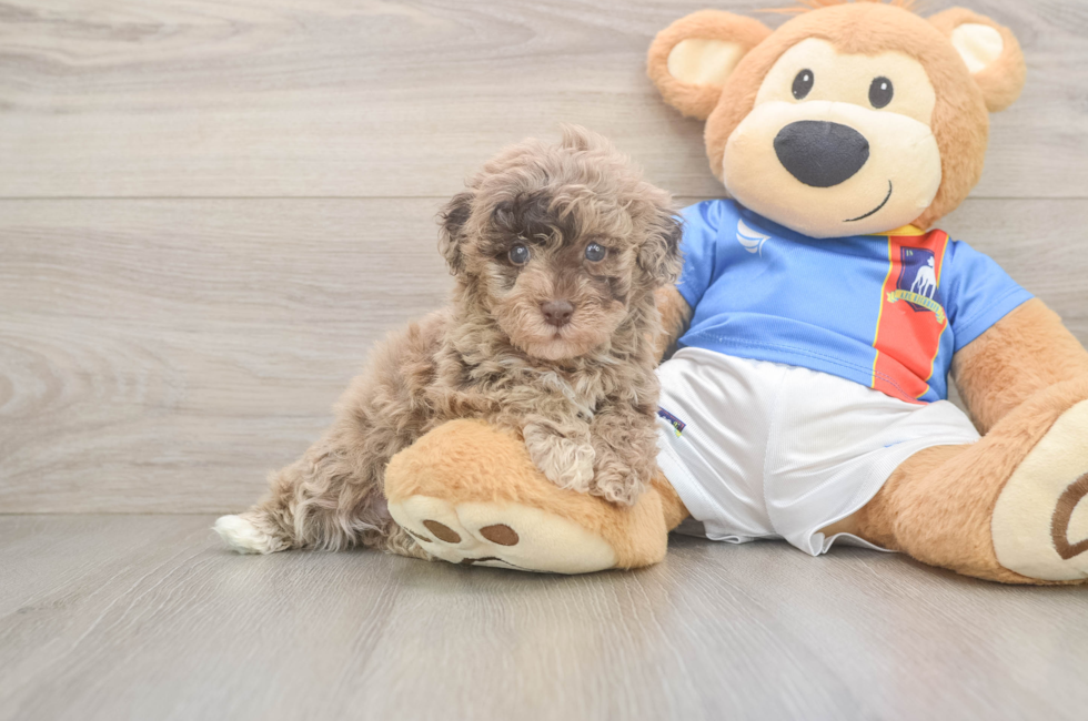 5 week old Havapoo Puppy For Sale - Lone Star Pups
