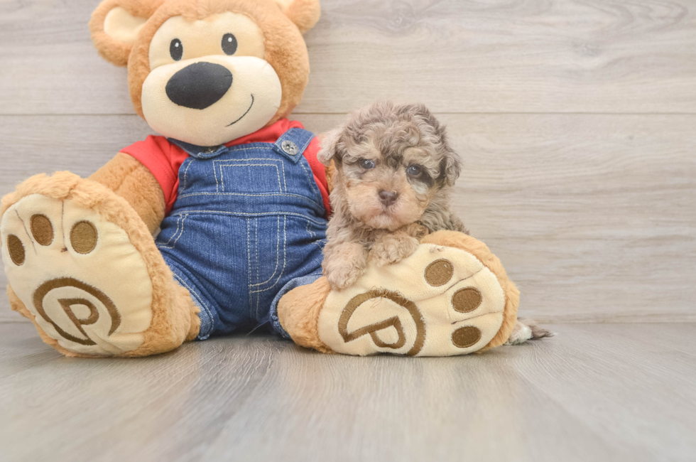 5 week old Havapoo Puppy For Sale - Lone Star Pups