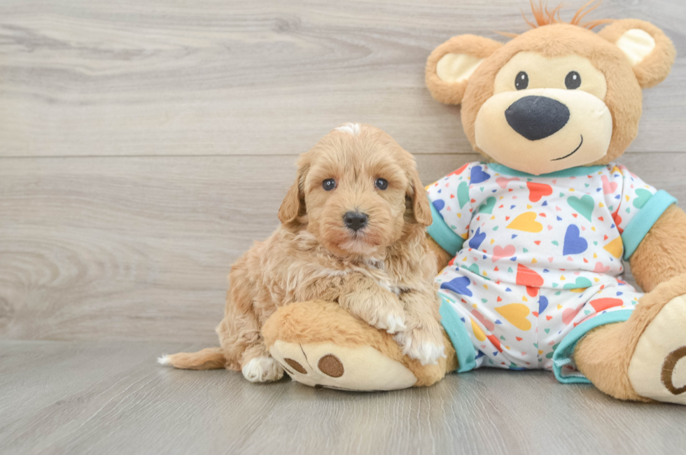 5 week old Havapoo Puppy For Sale - Lone Star Pups