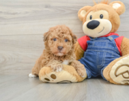 8 week old Havapoo Puppy For Sale - Lone Star Pups