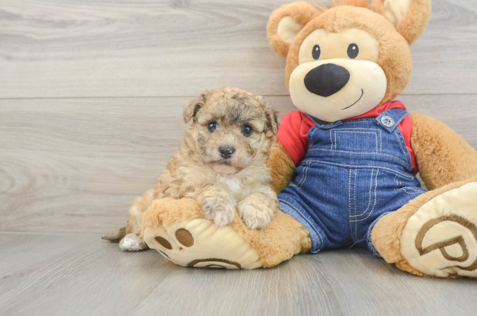 6 week old Havapoo Puppy For Sale - Lone Star Pups