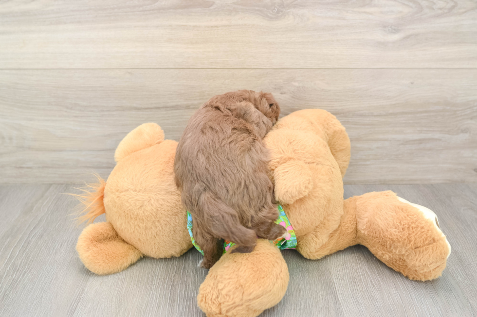 Little Havadoodle Poodle Mix Puppy