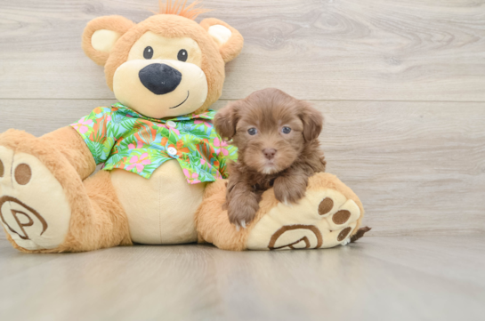 Friendly Havapoo Baby