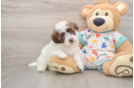 Hypoallergenic Havadoodle Poodle Mix Puppy