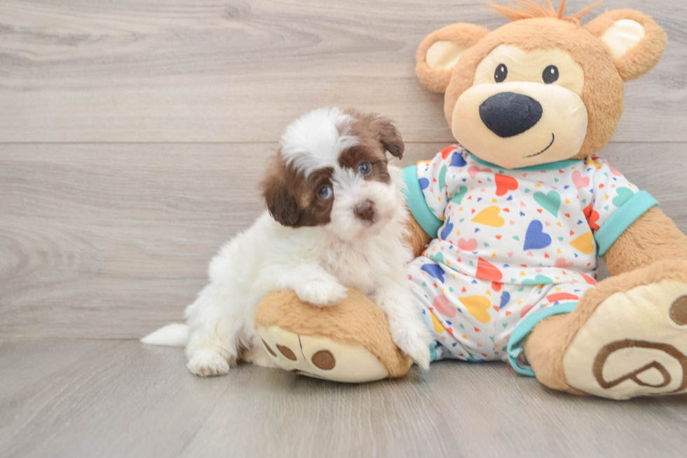 Hypoallergenic Havadoodle Poodle Mix Puppy