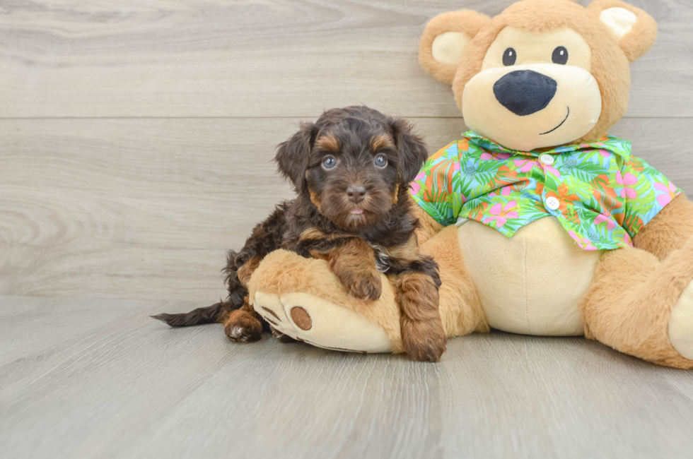 5 week old Havapoo Puppy For Sale - Lone Star Pups