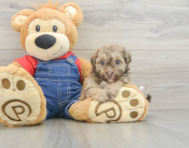 8 week old Havapoo Puppy For Sale - Lone Star Pups