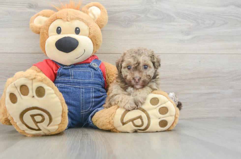 6 week old Havapoo Puppy For Sale - Lone Star Pups