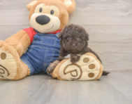 10 week old Havapoo Puppy For Sale - Lone Star Pups