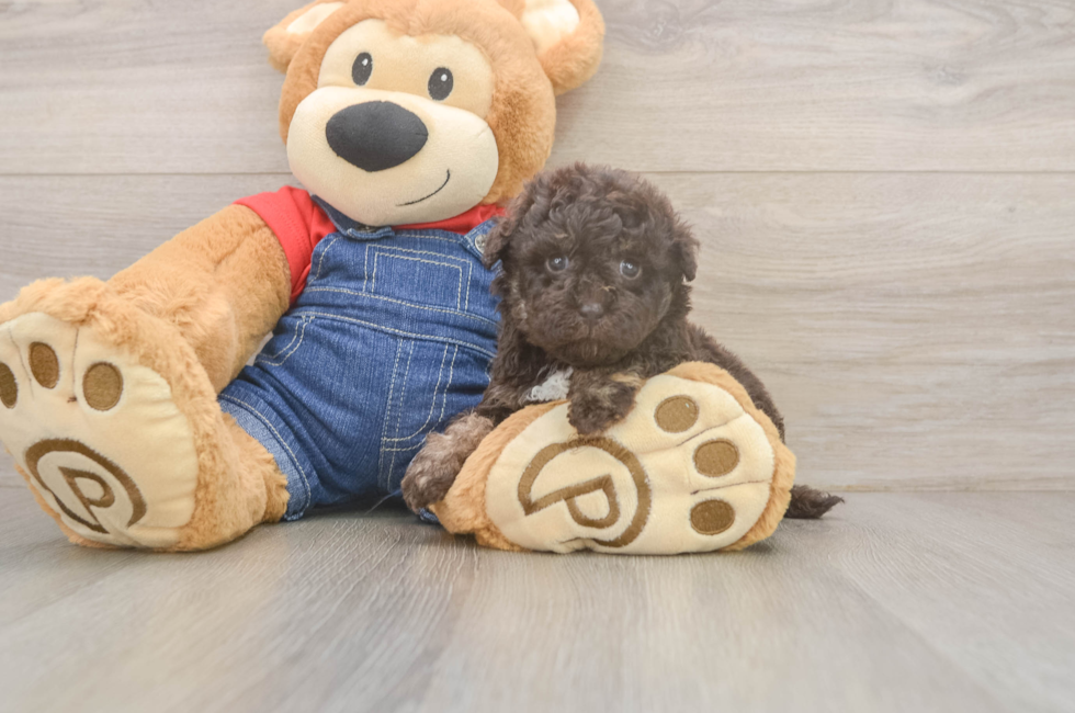 5 week old Havapoo Puppy For Sale - Lone Star Pups