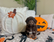 10 week old Havapoo Puppy For Sale - Lone Star Pups