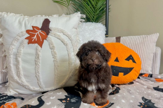 10 week old Havapoo Puppy For Sale - Lone Star Pups Cute Havapoo Baby