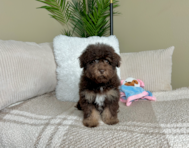 13 week old Havapoo Puppy For Sale - Lone Star Pups