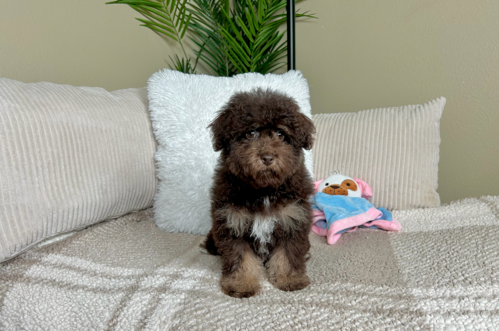 13 week old Havapoo Puppy For Sale - Lone Star Pups