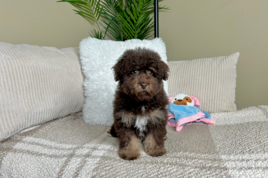 Havapoo Puppy for Adoption