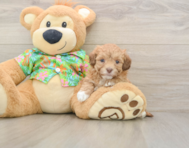 7 week old Havapoo Puppy For Sale - Lone Star Pups