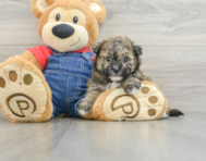 8 week old Havapoo Puppy For Sale - Lone Star Pups