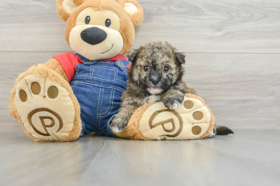 5 week old Havapoo Puppy For Sale - Lone Star Pups