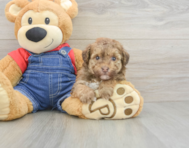 8 week old Havapoo Puppy For Sale - Lone Star Pups