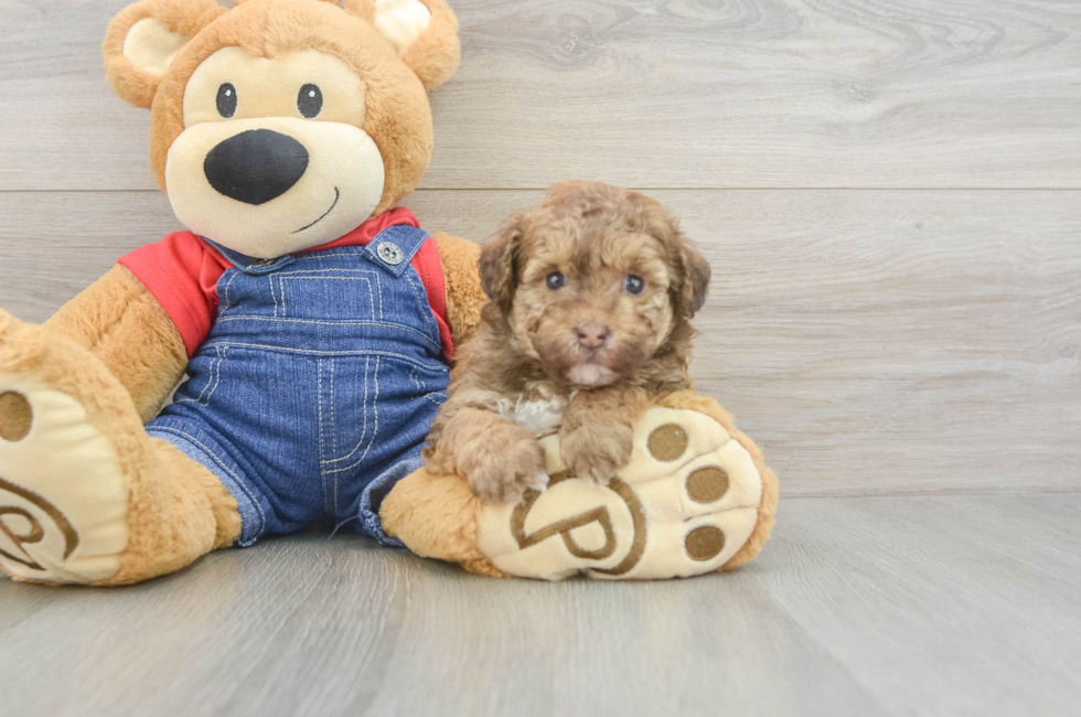 6 week old Havapoo Puppy For Sale - Lone Star Pups