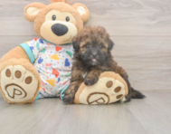 8 week old Havapoo Puppy For Sale - Lone Star Pups