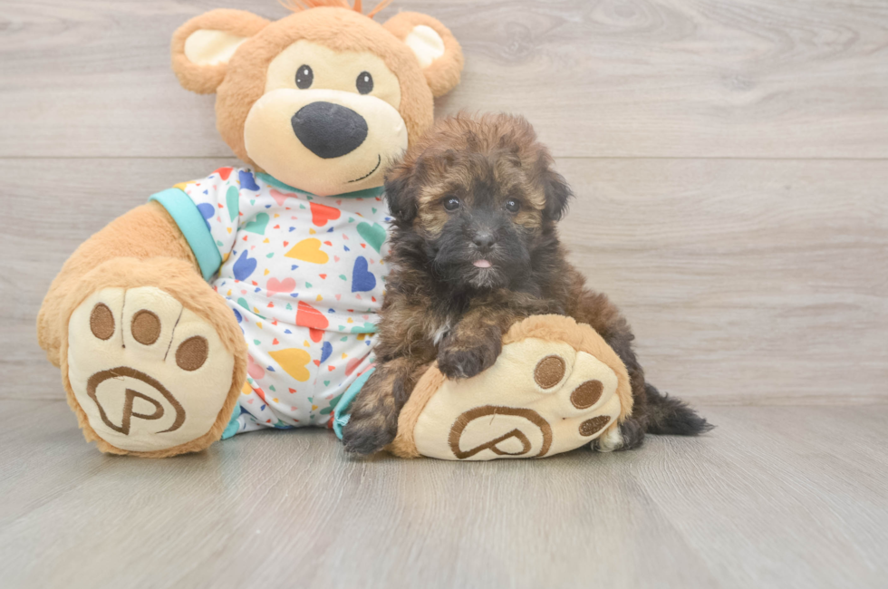 5 week old Havapoo Puppy For Sale - Lone Star Pups