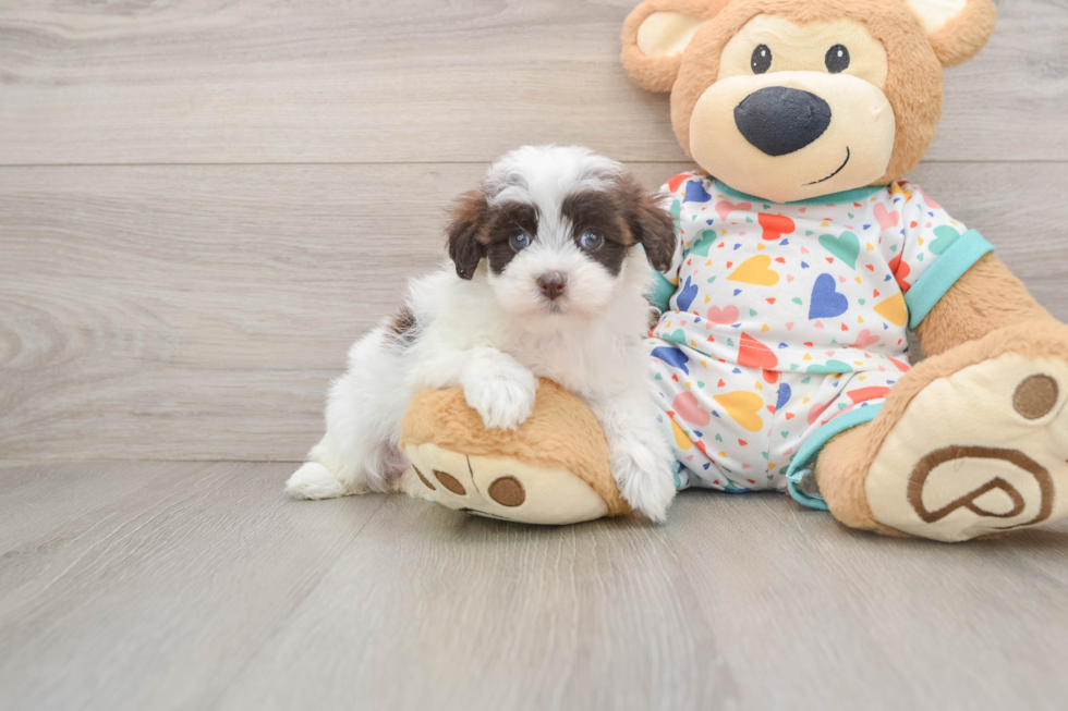 Little Havadoodle Poodle Mix Puppy