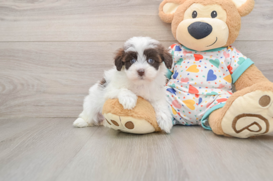 Little Havadoodle Poodle Mix Puppy