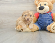 9 week old Havapoo Puppy For Sale - Lone Star Pups
