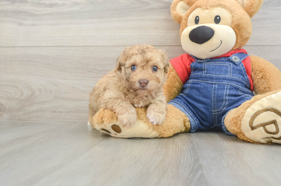 6 week old Havapoo Puppy For Sale - Lone Star Pups