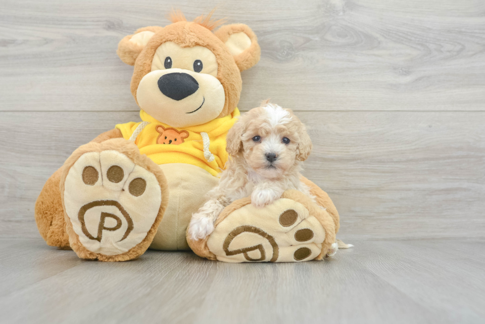 Adorable Havadoodle Poodle Mix Puppy