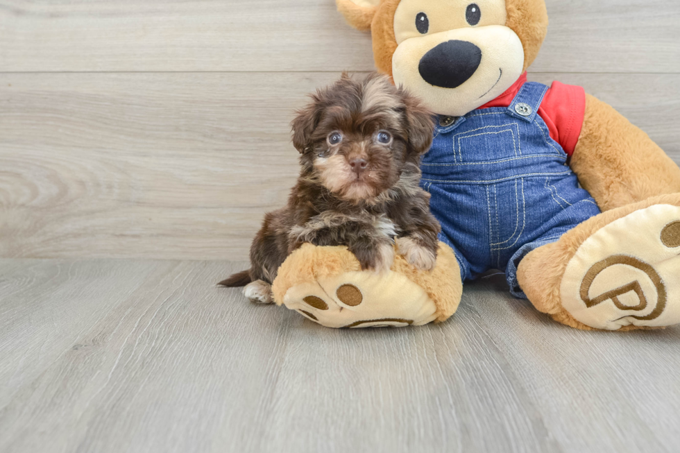 Adorable Havadoodle Poodle Mix Puppy