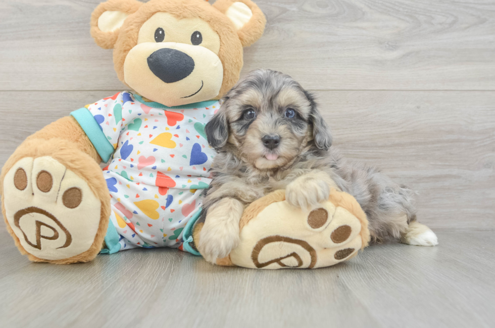 6 week old Havapoo Puppy For Sale - Lone Star Pups