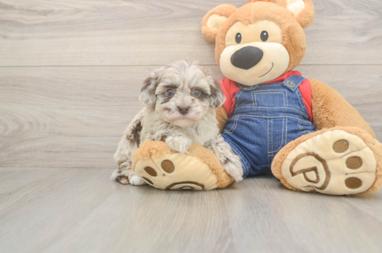 6 week old Havapoo Puppy For Sale - Lone Star Pups Petite Havapoo Poodle Mix Pup