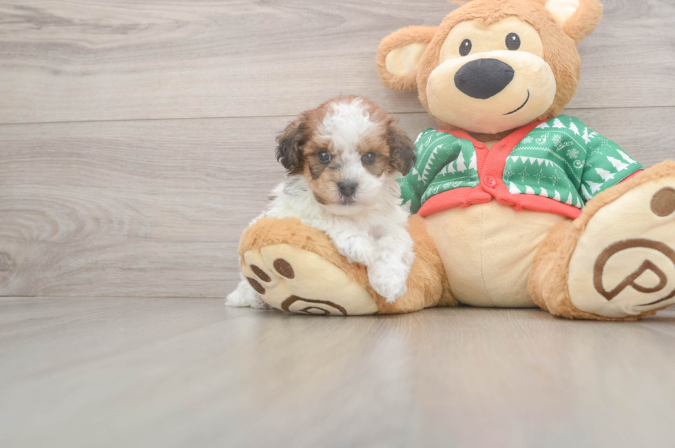 5 week old Havapoo Puppy For Sale - Lone Star Pups