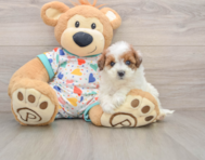 8 week old Havapoo Puppy For Sale - Lone Star Pups