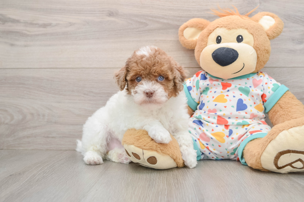 Havapoo Pup Being Cute