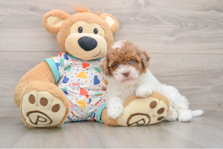 Havapoo Pup Being Cute