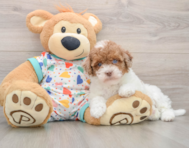 8 week old Havapoo Puppy For Sale - Lone Star Pups