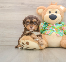 6 week old Havapoo Puppy For Sale - Lone Star Pups