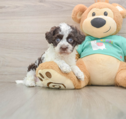 8 week old Havapoo Puppy For Sale - Lone Star Pups