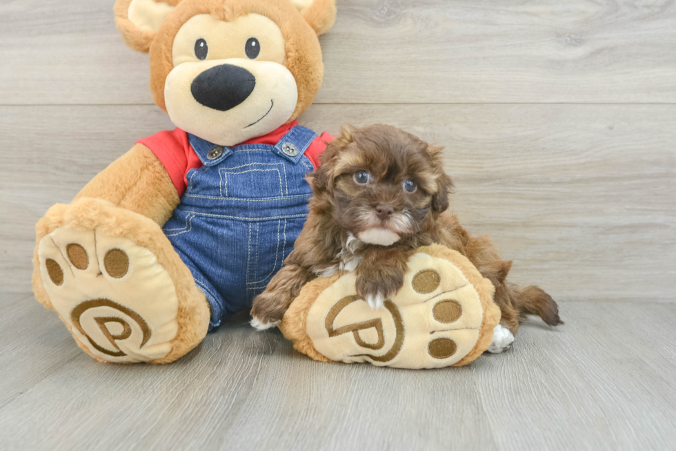 Adorable Havadoodle Poodle Mix Puppy