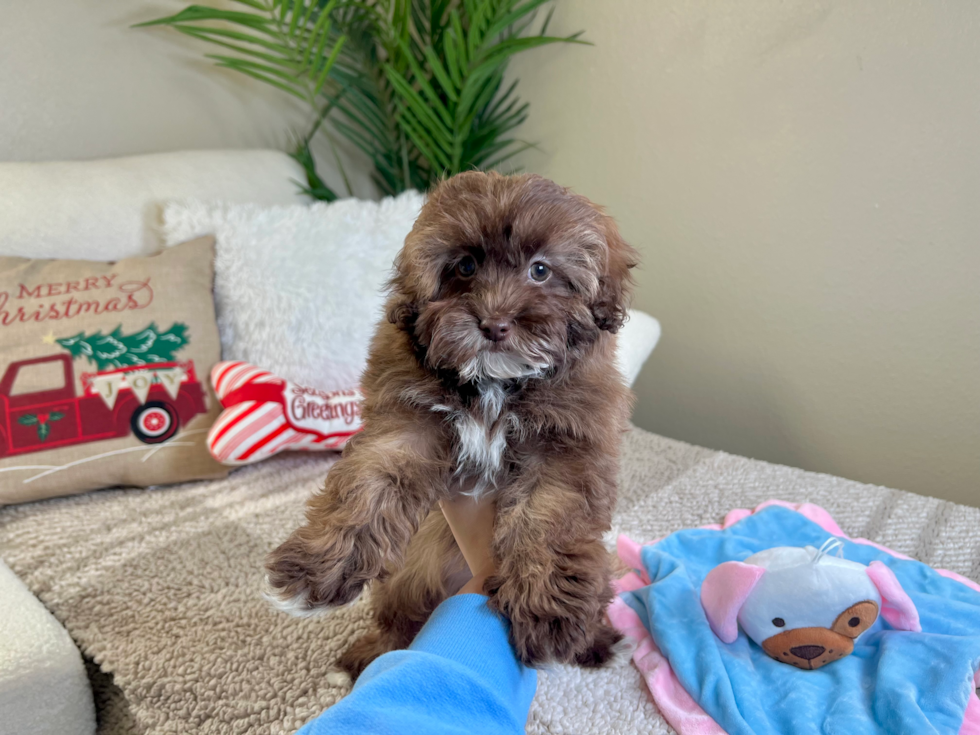 Cute Havapoo Poodle Mix Pup